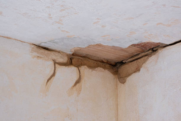 Best Water damage contractors near me  in Rosita, TX